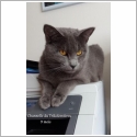 Chartreux