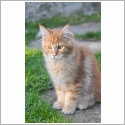 Maine Coon