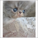 Exotic Shorthair