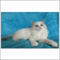 Ragdoll
