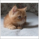 Exotic Shorthair