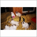 Birman