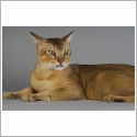 Chausie
