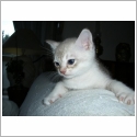 Burmilla