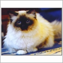 Birman