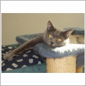 Chartreux
