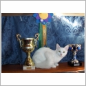 Angora Turc