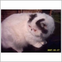 Exotic Shorthair