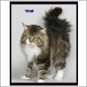 Maine Coon