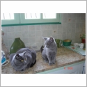 Chartreux