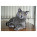 Chartreux