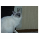 Birman
