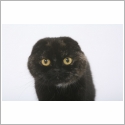 Scottish Fold