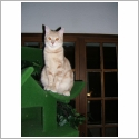 European shorthair