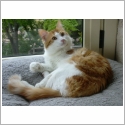 European shorthair