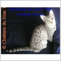 Mau Egyptien