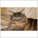 Maine Coon