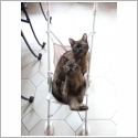 Burmese Am�ricain