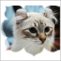 American Curl Longhair