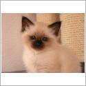 Birman