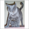 Chartreux