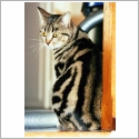 European shorthair