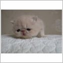 Exotic Shorthair