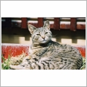 European shorthair