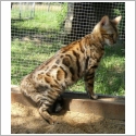 Bengal