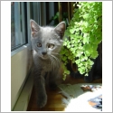 Chartreux
