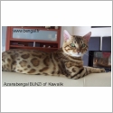 Bengal