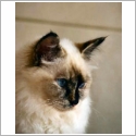 Birman