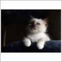 Birman