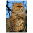 Persan Silver et Golden