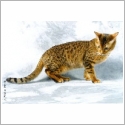 Bengal