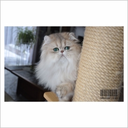 La Chatterie Chatterie D Amarantiano Chat De Race Persan Silver Et Golden Oberdorf Illtal Haut Rhin Alsace Webfelin