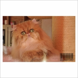 La Chatterie Chatterie D Amarantiano Chat De Race Persan Silver Et Golden Oberdorf Illtal Haut Rhin Alsace Webfelin