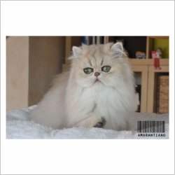 La Chatterie Chatterie D Amarantiano Chat De Race Persan Silver Et Golden Oberdorf Illtal Haut Rhin Alsace Webfelin