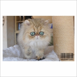 La Chatterie Chatterie D Amarantiano Chat De Race Persan Silver Et Golden Oberdorf Illtal Haut Rhin Alsace Webfelin