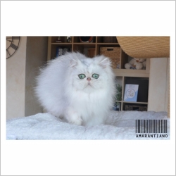 La Chatterie Chatterie D Amarantiano Chat De Race Persan Silver Et Golden Oberdorf Illtal Haut Rhin Alsace Webfelin