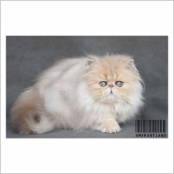 La Chatterie Chatterie D Amarantiano Chat De Race Persan Silver Et Golden Oberdorf Illtal Haut Rhin Alsace Webfelin